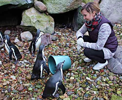Im Gehege beäugen mich die Humboldt-Pinguine neugierig. Ich denke an meinen Kindheitstraum: Tierpflegerin.