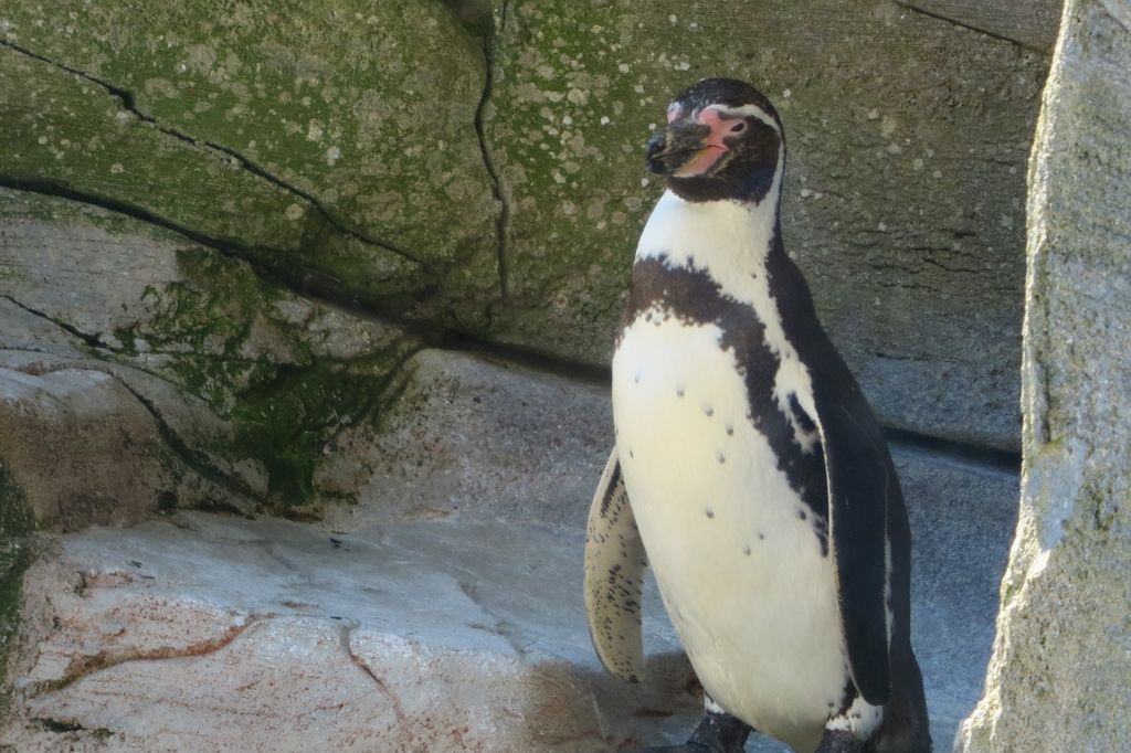 Im Zoo am Meer in Bremerhaven schwimmen Pinguine, Eisbäre und Seehunde um die Wette. (c) Insa Lohmann